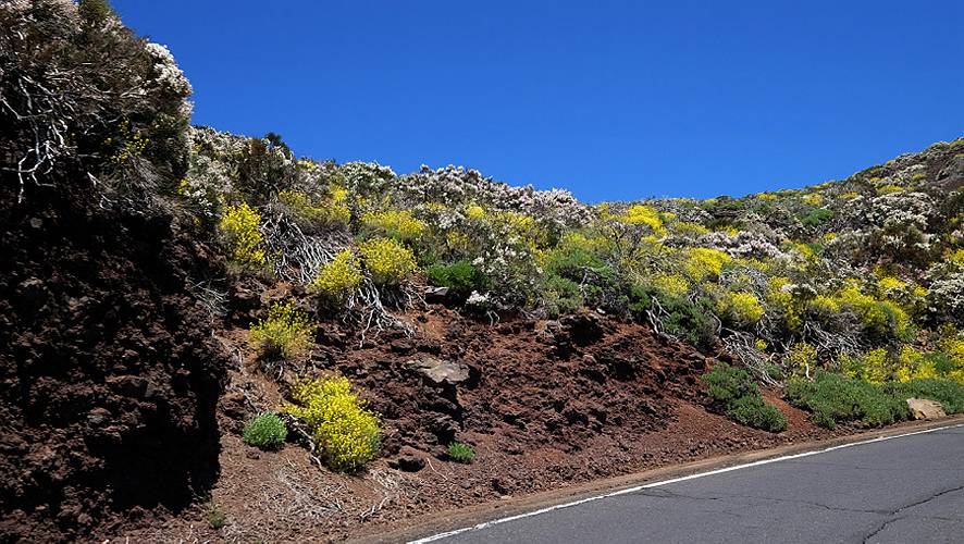 18-teide nationalpark-21